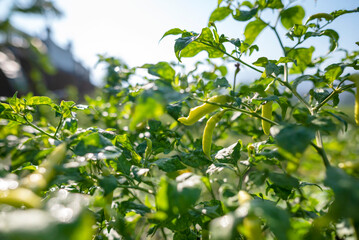 Poster - A bunch of green chili is growing