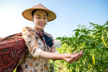 Poster - An Indonesian farmer girl is picking chili in a field