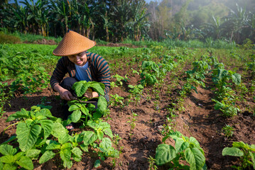 Poster - An Indonesian farmer man is working in a field of water spinach plants