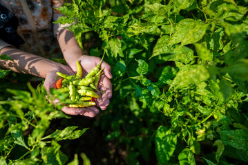 Canvas Print - A farmer's hand is picking chili