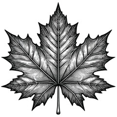 a large, detailed maple leaf with thick veins, perfect for fall-themed coloring vector