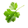 © Bounpaseuth - Falling Coriander leaf  on transparent background, png