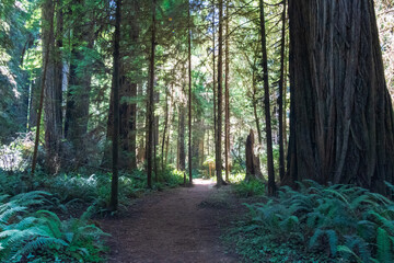 Redwood National Park, California in Summer