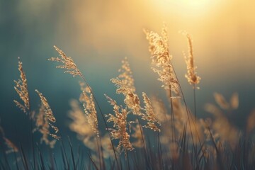 Poster - Close-up shot of grass with warm sunlight shining through, great for lifestyle or nature-themed projects