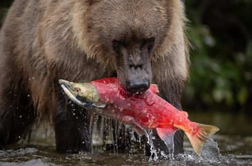 Brown bear fishing for salmon in Katmai, Alaska 