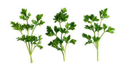 Parsley leaf isolated on white background