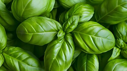 Closeup of a vibrant green fresh bunch of basil leaves with a lush healthy and aromatic appearance perfect for use in cooking culinary or natural botanical compositions