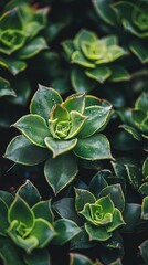 Wall Mural - Close up of Succulent Plant with Green Leaves and Texture