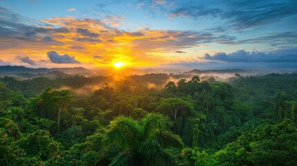 Poster - Sunrise Over Lush Rainforest Canopy