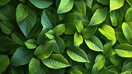 Poster - Abstract Pattern Background of Green Leaves