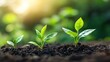 © Theeranan - Fresh green leaves emerging from the soil, symbolizing hope and new beginnings.