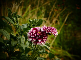 Purple and white dahlias bloom in a vibrant garden setting as the late summer sun casts a warm glow on the lush green foliage surrounding them.