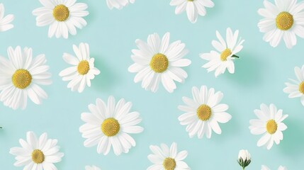 Daisy pattern floral design white daisies light blue background spring flowers floral wallpape 