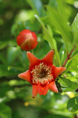 Wall Mural - Pomegranate orange flower and blossom on bush in the garden. Punica granatum on  late summer