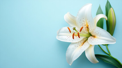 single lily flower on a light blue background, with clean lines and ample space for text