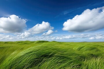 A serene landscape showcasing lush green grass swaying under a bright blue sky filled with fluffy white clouds.