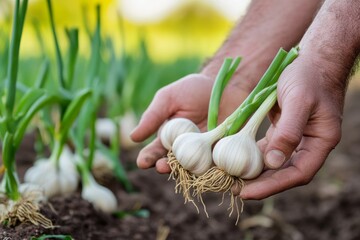 Wall Mural - Hands holding garlic plant in the garlic field , Generative AI