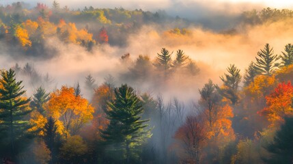 Sticker - Misty Autumn Forest Landscape with Golden and Red Trees