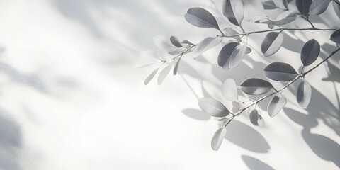 Minimalistic gray shadow of the leaves on a white wall light background. neutral nature concept background with blurred foliage shadow on a white wall with space for text