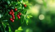 © lertsakwiman - Vibrant red berries contrast beautifully with lush green leaves, creating a serene and natural background perfect for any project.