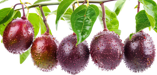 Sticker - Passion fruits hanging on tree