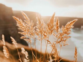 Wall Mural - Golden grass illuminated by the setting sun. AI.