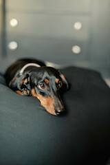 Wall Mural - portrait of a dog