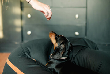 Wall Mural - dog on the floor