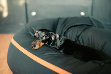 Wall Mural - dog in car seat