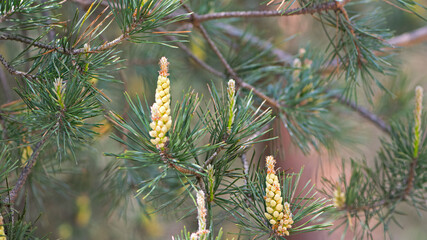 pinus resinosa. young tender cones on a pine branch in the forest. Closeup of Red Pine, Pinus resinosa, Male Pollen Cone, Pinecone, in Early Spring. natural background, medicinal, fragrant needles