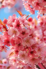 Sticker - Pink cherry blossoms in bloom