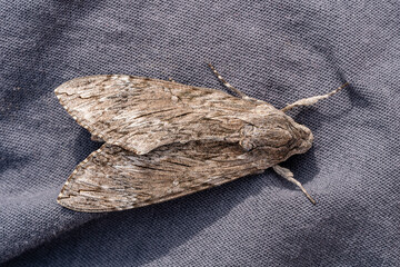 Detailed frontal closeup on the impressive Convolvulus Hawkmoth or Agrius convolvuli, sitting on gray cloth. Macro the moth is leafy or Convolvulus Hawk moth Agrius convolvuli