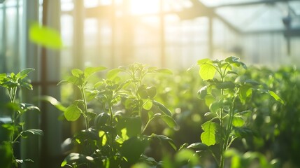 Poster - intelligent greenhouses with iot powered climate control systems enabling sustainable and efficient 