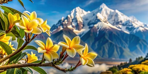 Wall Mural - Yellow frangipani flowers contrast beautifully with snowy mountains in this serene winter scene, frangipani, yellow, flowers