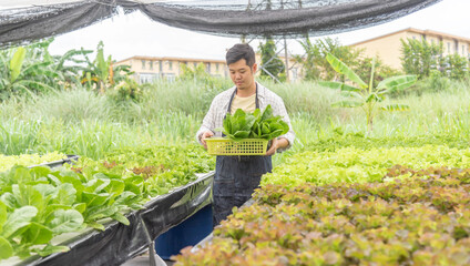 Owner farmer working and Asian man gardener in agriculture industry. Hydroponic agricultural system. Business small concept