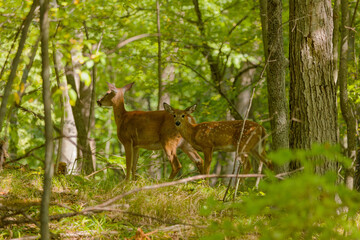 Wall Mural - the white-tailed deer or virginia deer (odocoileus virginianus) natural scene from wisconsin state f