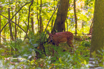 Wall Mural - Fawn white-tailed deer in the forest