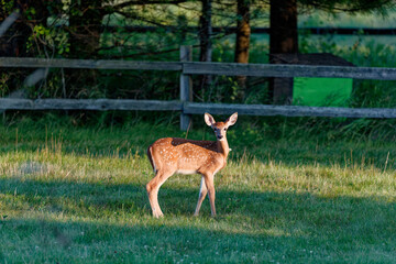 Wall Mural - fawn white-tailed deer in the park