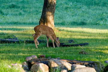 Poster - Fawn white-tailed deer in the park