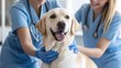 © MarkFinal - Pet clinic staff comforting a nervous dog before an exam