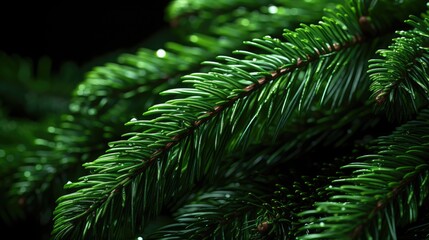 Canvas Print - close up of pine needles  