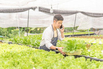 Wall Mural - Owner farmer working and Asian man gardener in agriculture industry. Hydroponic agricultural system. Business small concept