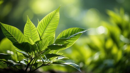 Poster - green leaves background