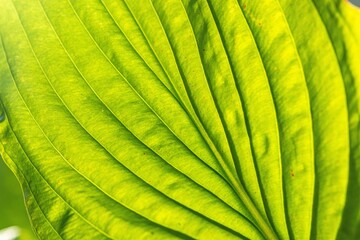 Close up shot of green leaf