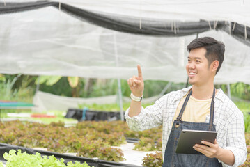 Wall Mural - Owner farmer working and Asian man gardener in agriculture industry. Hydroponic agricultural system. Business small concept