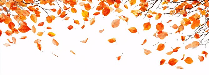 Autumn leaves in the air, white background, copy space concept, wide banner with autumn tree branch with yellow and orange leaves, banner design
