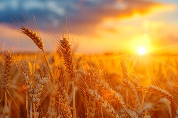 Golden Wheat Fields at Sunset with a Glowing Horizon