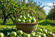 © POLEX - A basket of fresh juicy green apples in an orchard