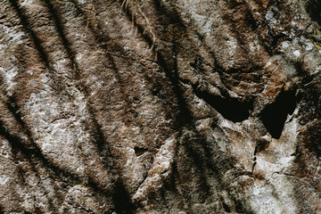 Close-up view of textured rock surface showing natural patterns and shadows in a forested area during daylight hours