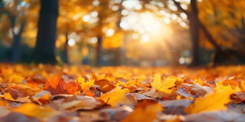 Wall Mural - Golden autumn leaves sunlight forest